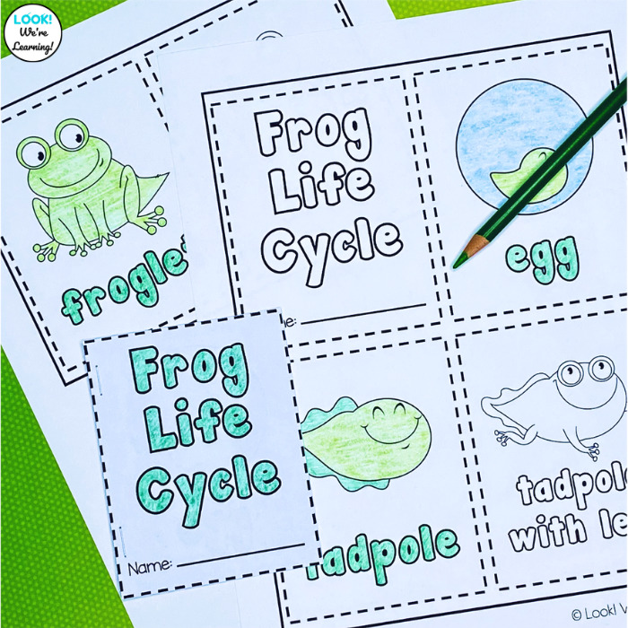 Making a Frog Life Cycle Coloring Book