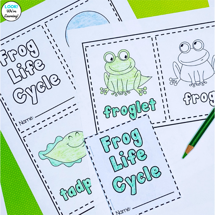 Printable Frog Life Cycle Coloring Book