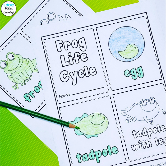 Printable Frog Mini Coloring Book