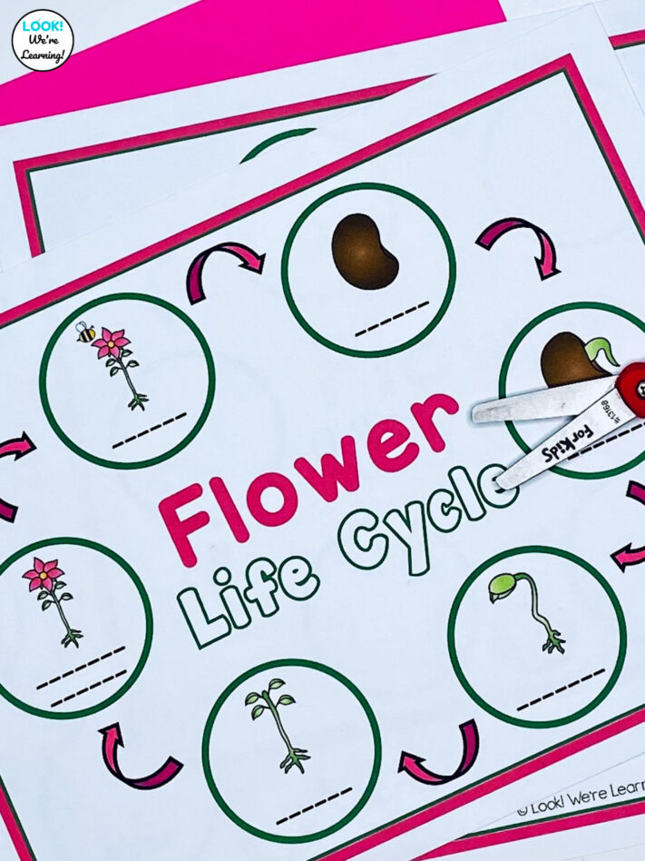 Teaching students how flowers grow