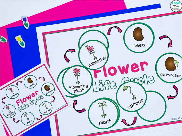 Using the Flower Life Cycle Activity at Centers