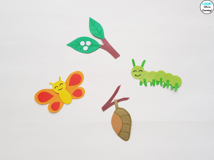 Butterfly Life Cycle Stages Craft