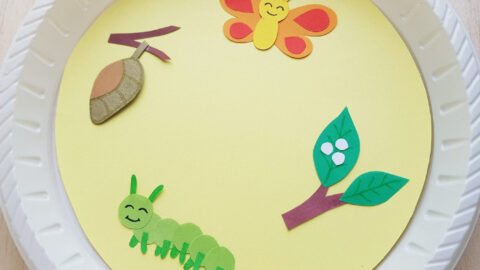Paper Plate Butterfly Life Cycle Craft